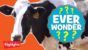 How is Ice Cream Made? | Ever Wonder? | Highlights Kids - Kingdom Kids Zone, Little Learners - Highlights Kids