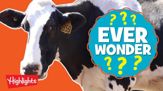 How is Ice Cream Made? | Ever Wonder? | Highlights Kids - Kingdom Kids Zone, Little Learners - Highlights Kids