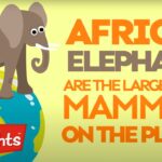 Zoo Animals 04 | Learning for Kids | Highlights Kids - Kingdom Kids Zone, Little Learners - Highlights Kids