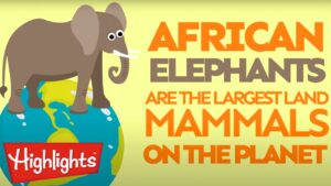 Zoo Animals 04 | Learning for Kids | Highlights Kids - Kingdom Kids Zone, Little Learners - Highlights Kids