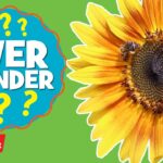 Learn where honey comes from! l Ever Wonder? l Highlights Kids - Kingdom Kids Zone, Little Learners - Highlights Kids