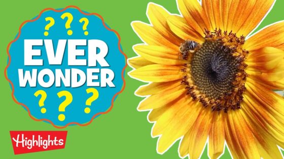 Learn where honey comes from! l Ever Wonder? l Highlights Kids - Kingdom Kids Zone, Little Learners - Highlights Kids