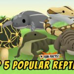 Witness21 Editor  2020 12 12