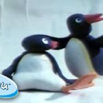 Pingu's Icy Adventure! | @Pingu | Cartoons for Kids - Kids (0-5), Kingdom Kids Zone - Pingu - Official Channel