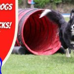 Border collie running through a red agility tunnel beside a bold red panel reading 'Agility Dogs and Dog Tricks!' with Cowboy Jack logo