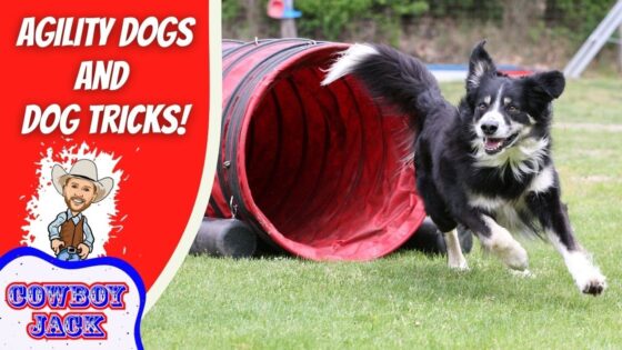 Border collie running through a red agility tunnel beside a bold red panel reading 'Agility Dogs and Dog Tricks!' with Cowboy Jack logo