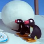 Pingu and the Giant Snowball! | Pingu Official | Cartoons for Kids - Kids (0-5), Kingdom Kids Zone - Pingu - Official Channel