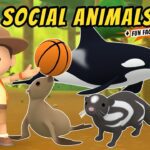 Witness21 Editor  2021 04 29