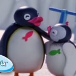 Crazy Play Date with Pingu and Pinga | Pingu Official | Cartoons for Kids - Kids (0-5), Kingdom Kids Zone - Pingu - Official Channel