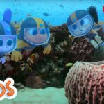 Learning about the ocean | The Polos | Adventure Learning | Learn At Home - Kingdom Kids Zone, Little Learners - The Polos and MarcoPolo Learning