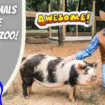 Man in a cowboy hat kneels beside a black-and-white pig in a fenced outdoor area, with an 'Awesome!' sign in the background and cartoon logo on the left side.