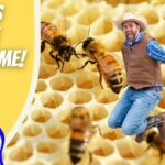 Promo thumbnail: yellow banner with 'Bees Are Awesome!' and a cartoon cowboy; a real man in a cowboy outfit jumps among bees over honeycomb background for 'Cowboy Jack'