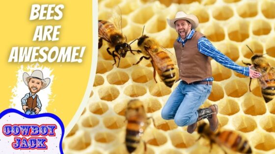 Promo thumbnail: yellow banner with 'Bees Are Awesome!' and a cartoon cowboy; a real man in a cowboy outfit jumps among bees over honeycomb background for 'Cowboy Jack'