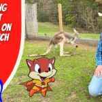 Man in cowboy hat and vest kneels on grass, pointing at a cartoon fox superhero and a real kangaroo near a fenced pen on a ranch set.