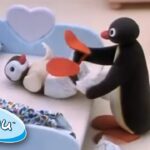 Pingu the Babysitter! @Pingu – Official Channel Cartoons For Kids - Kids (0-4), Kingdom Kids Zone - Pingu - Official Channel