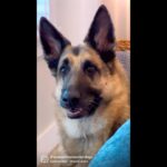 German shepherd indoors with ears up, looking at the camera with a friendly expression.
