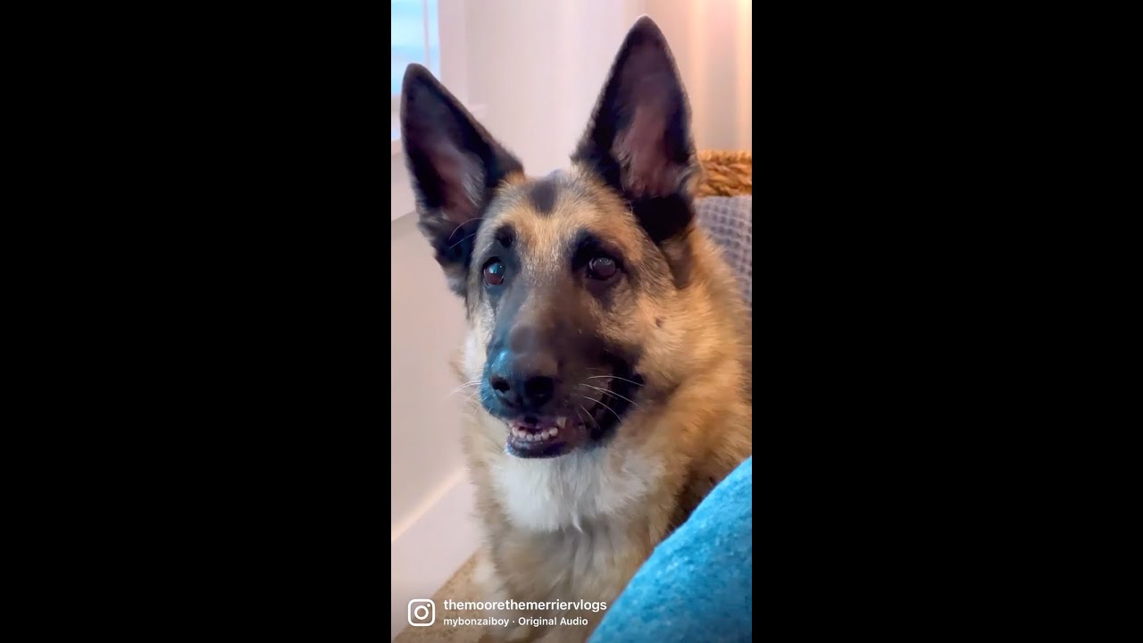 German shepherd indoors with ears up, looking at the camera with a friendly expression.