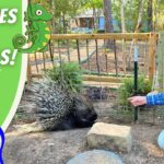 Smiling man in a cowboy hat kneels by a wooden fence, pointing at a porcupine in a dirt enclosure.
