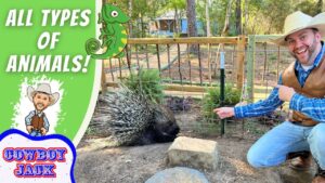 Smiling man in a cowboy hat kneels by a wooden fence, pointing at a porcupine in a dirt enclosure.
