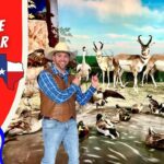 Promotional thumbnail for a Texas wildlife tour for kids, showing a cowboy presenter with many birds behind him.