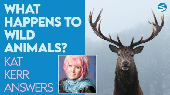 Kat Kerr: What Happens to Wild Animals When they Die? | Sept 21 2022 - Encounters, Heaven Trip, Testimonies - ElijahClips