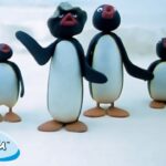 Pingu At School 🐧 | Pingu – Official Channel | Cartoons For Kids - Kids (0-4), Kingdom Kids Zone - Pingu - Official Channel