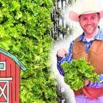Smiling farmer in a cowboy hat and brown vest holds a bunch of fresh lettuce beside lush greenhouse rows.