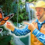 Man in a straw cowboy hat and brown vest points at two monarch butterflies by a cascading waterfall in a lush setting.