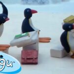 Pingu Goes Back to School 🐧 | Pingu – Official Channel | Cartoons For Kids - Kids (0-4), Kingdom Kids Zone - Pingu - Official Channel