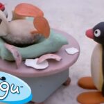 Pingu's Little Sister, Pinga! 🐧 | Pingu – Official Channel | Cartoons For Kids - Kids (0-4), Kingdom Kids Zone - Pingu - Official Channel