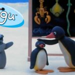 Pingu's School Activities 🐧 | Pingu – Official Channel | Cartoons For Kids - Kids (0-4), Kingdom Kids Zone - Pingu - Official Channel