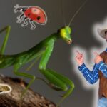 Green praying mantis on a log facing a small brown insect; a cartoon ladybug hovers above, while a man in cowboy clothes points at it.