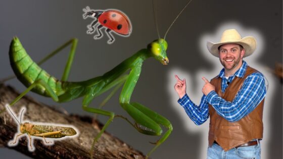 Green praying mantis on a log facing a small brown insect; a cartoon ladybug hovers above, while a man in cowboy clothes points at it.