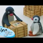 Pingu and Pinga Get Into Wild Adventures! 🐧 | Pingu – Official Channel | Cartoons For Kids - Kids (0-4), Kingdom Kids Zone - Pingu - Official Channel