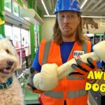 Handyman Hal Awesome song | Dog Bath Time - Kingdom Kids Zone, Sing With Me - Handyman Hal - Music for Kids