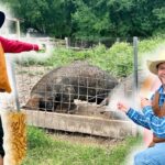 Two cowboys in western outfits stand by a pig pen, pointing at a resting pig inside the wire enclosure on a farm.