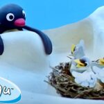 Pingu and the Bird's Mom 🐧 | Pingu – Official Channel | Cartoons For Kids - Kids (0-4), Kingdom Kids Zone - Pingu - Official Channel