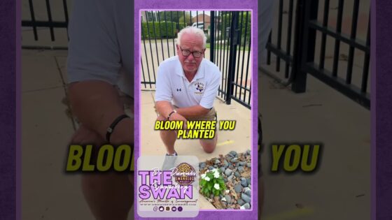 Bloom Where You're Planted #dennisswanberg #theswan - Comedy, Shorts - Dennis Swanberg - "The Swan"