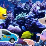 Man in a wide-brimmed hat points at a colorful 'Fish Gallery' van in front of a vibrant coral reef backdrop.