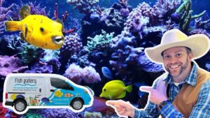 Man in a wide-brimmed hat points at a colorful 'Fish Gallery' van in front of a vibrant coral reef backdrop.