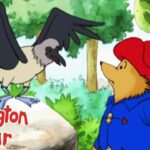 Paddington in the Galapagos | Paddington Bear – WildBrain | Movies for Kids - Kids TV Series, Kingdom Kids Zone - Paddington Bear - WildBrain