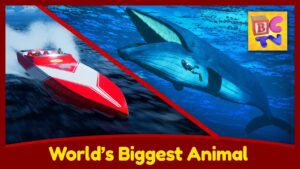 World's Biggest Animal – The Blue Whale – Sea Creatures for Kids - Kingdom Kids Zone, Little Learners - Brain Candy TV