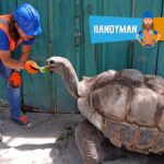 A construction worker in a blue hard hat and orange safety vest feeding a large tortoise beside a teal wooden fence, with the Handyman Hal banner in the corner of the image.