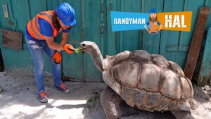 A construction worker in a blue hard hat and orange safety vest feeding a large tortoise beside a teal wooden fence, with the Handyman Hal banner in the corner of the image.