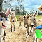 Farmer in a cowboy hat offers food to several donkeys in a dirt yard; a cartoon donkey cutout stands on the left with a bright smile.