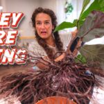 Woman in a kitchen pulls up a potted plant with large roots, dramatic red text says 'THEY ARE DYING' (thumbnail for a DIY plant rescue video).
