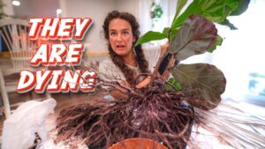 Woman in a kitchen pulls up a potted plant with large roots, dramatic red text says 'THEY ARE DYING' (thumbnail for a DIY plant rescue video).
