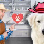 Cowboy man points at a red paw-print heart beside a large white dog wearing a pink cowboy hat in a veterinary clinic.