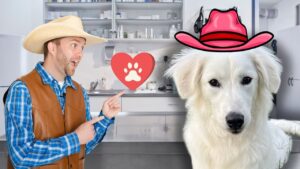 Cowboy man points at a red paw-print heart beside a large white dog wearing a pink cowboy hat in a veterinary clinic.