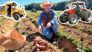 Farmer kneeling in a sweet potato field, pointing to freshly dug orange potatoes beside furrows with tractors in the background.